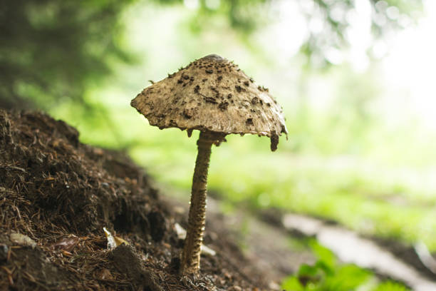 istock The Parasol Mushroom (Macrolepiota procera) in forest. 1149088237