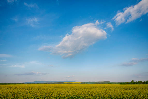 istock Yellow rapeseed field in bloom at spring 1149088304