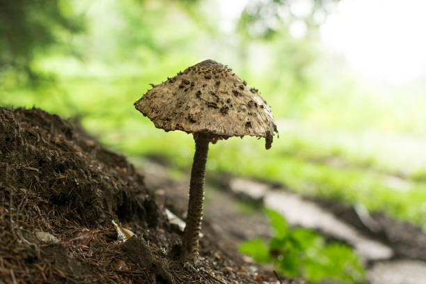 istock The Parasol Mushroom (Macrolepiota procera) in forest. 1149088970
