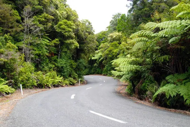 winding road through tropical forest in New Zealand - North Island