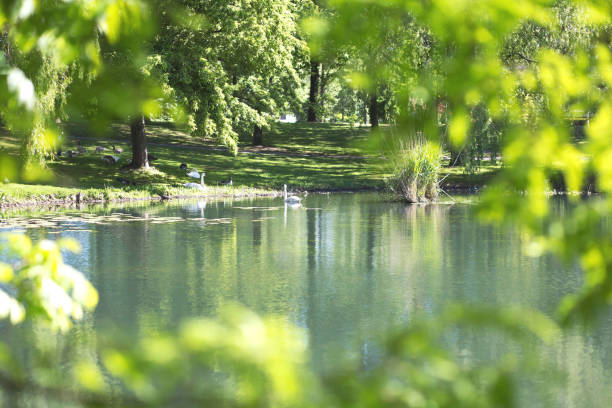 istock White swan on a river with green leafs and sunlight, swimming in nature 1149089757