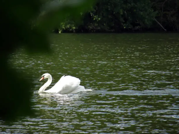 One Cygnus olor - white swan floating on the water shooted sheltered behind nature plant.
Fauna majectic
one bird - animal photography outdoors on the lake
Anatidae
Genre Cygnus
