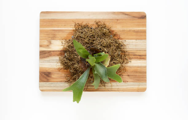 joven staghorn fern montado en la tabla de teca - sphagnum fotografías e imágenes de stock