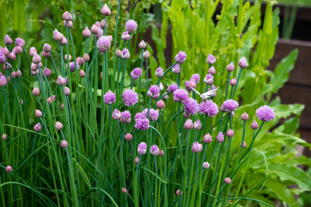 istock Lush flowering chives 1149093557