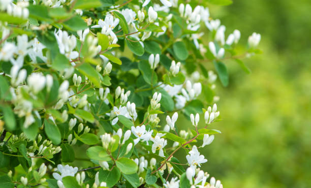 istock Flowering branches of a bush on nature 1149093884