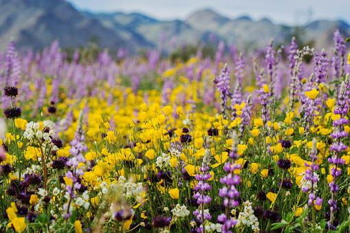 Yellow sage wildflowers carpeting the high desert of southern California United States
