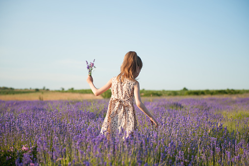 beautiful little thin girl in summer dress picking flowers on blossoming lavender field