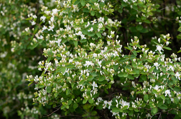 fflowering bush honeysuckle tatarian. - honeysuckle pink imagens e fotografias de stock