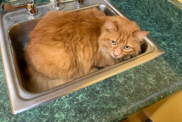 istock Orange cat hiding in the sink 1149096808