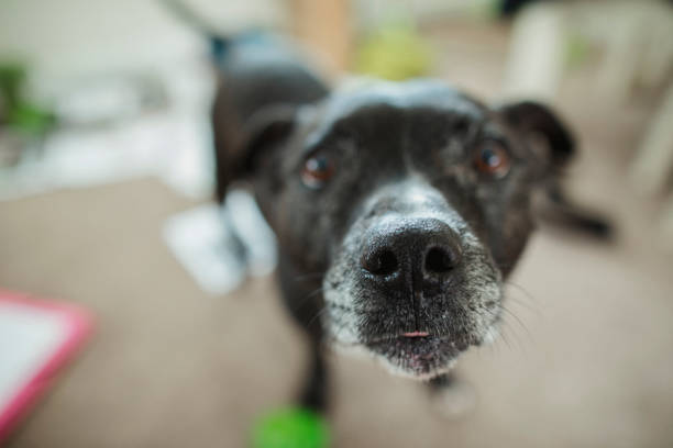 istock Curious Staffordshire Bull Terrier 1149096815