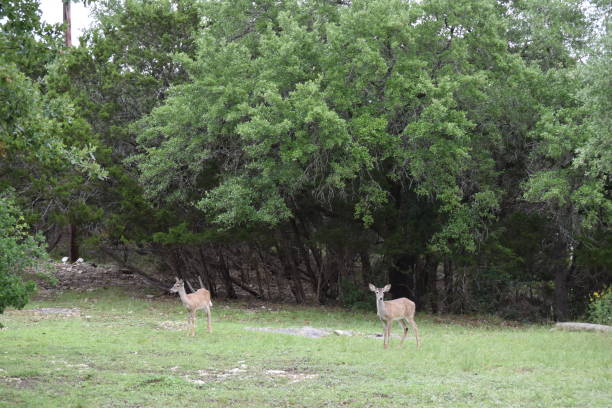 istock White Tailed Deer In Park Near Canyon Lake, Texas 1149097110