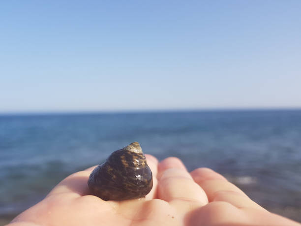istock sea shell on the palm against the sea 1149098178