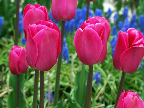 Tulips stock photo