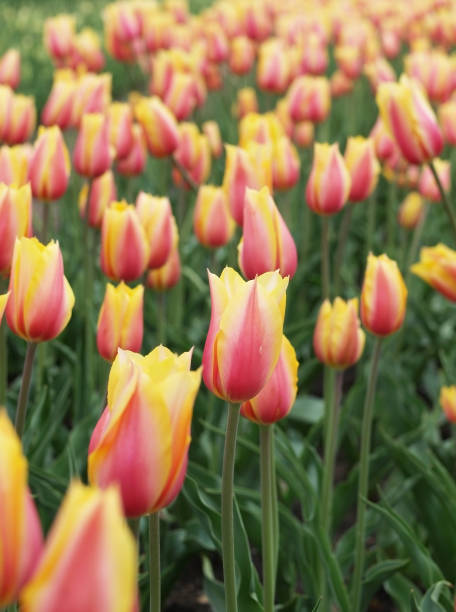 Tulips stock photo