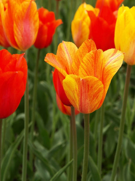 Tulips stock photo