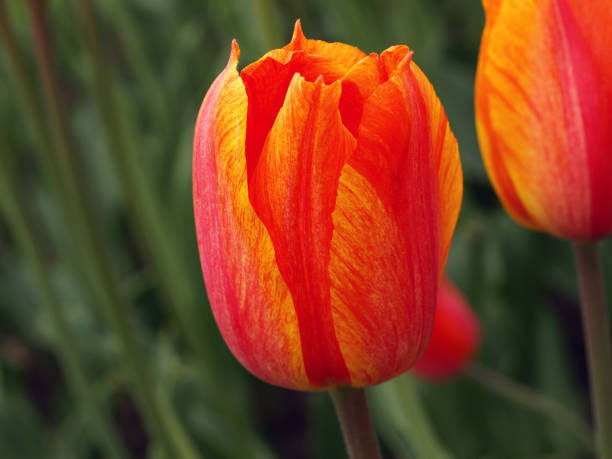 Tulips stock photo