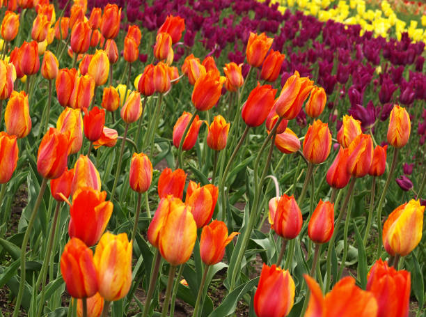 Tulips stock photo