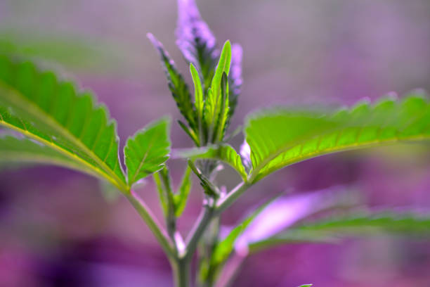 istock Cannabis , Marijuana plant growing indoor 1149098453