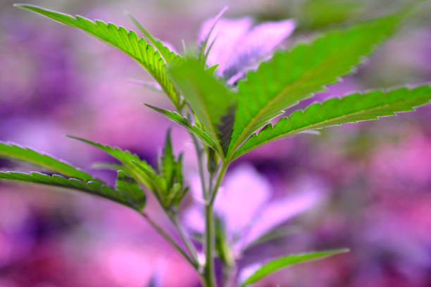 istock Cannabis , Marijuana plant growing indoor 1149098463