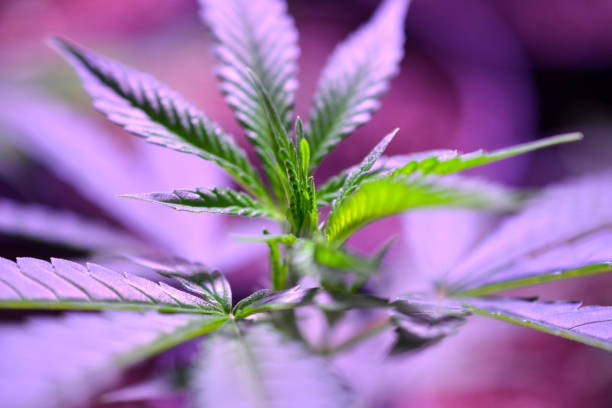 istock Cannabis , Marijuana plant growing indoor 1149098474