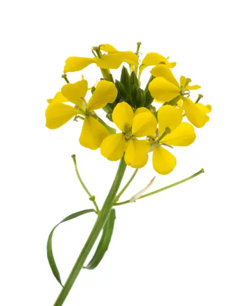 Yellow Wallflowers isolated on white background