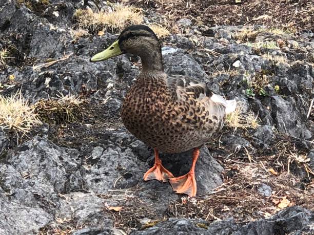 istock Duck out of water 1149099295