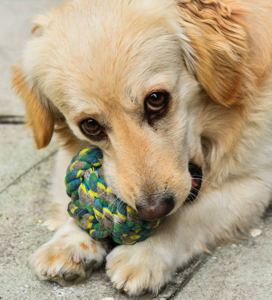 istock Puppy playing with the ball 1149099814