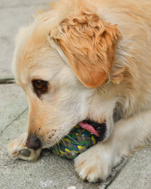 istock Puppy playing with the ball 1149099944