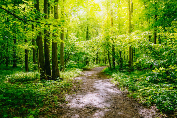 istock Path in the summer forest with green grass and trees 1149100111