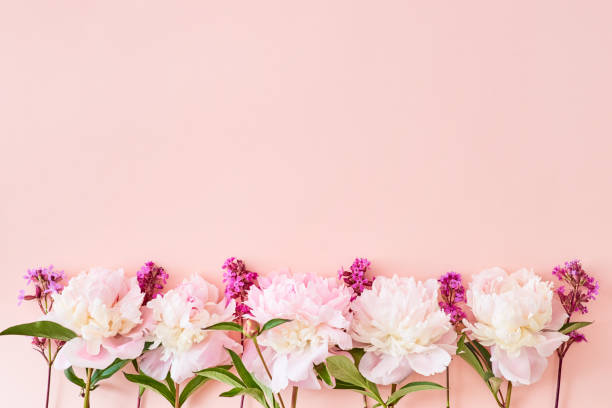 istock Flat lay composition with pink peonies on a pink background 1149100124