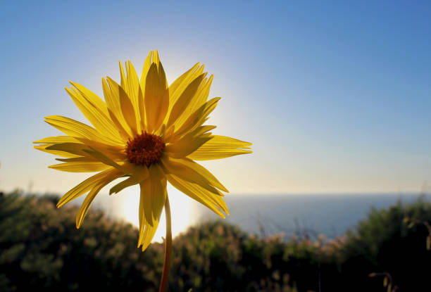 istock Yellow Sea Dahlia flower 1149101370