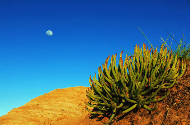 Torrey Pines State Park coastline The ice plant by the coastline of Torrey Pines State park, San Diego, California under the moon and the blue sky. torrey pines state reserve stock pictures, royalty-free photos & images