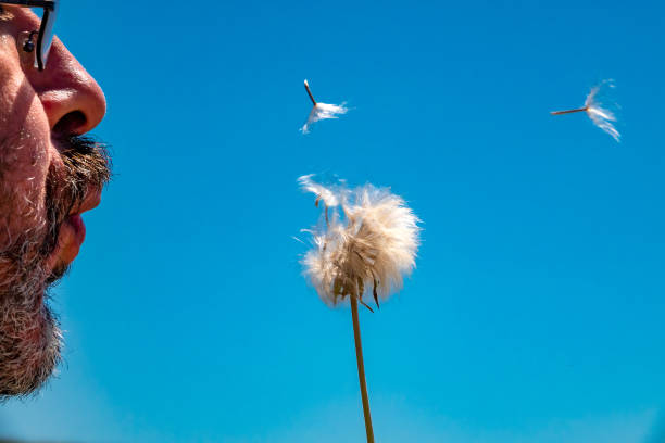 Senior Man blowing dandelion at Nature