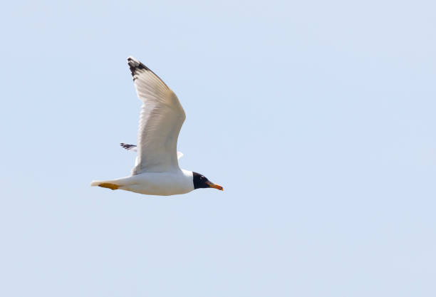 una gaviota de pallas salvaje, larus ichthyaetus, fka gran gaviota de cabeza negra, en vuelo contra un cielo despejado y azul. reserva de la biosfera del delta del danubio, rumania oriental - larus ichthyaetus fotografías e imágenes de stock