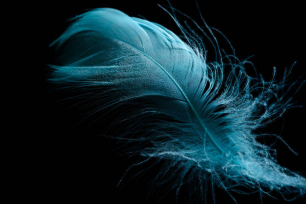 istock close up of soft blue feather isolated on black 1149102867