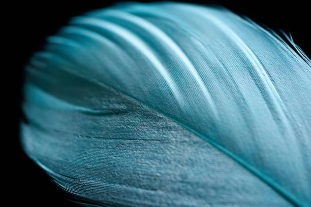 istock close up of soft blue textured feather isolated on black 1149102868