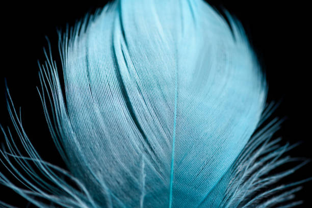 istock close up of soft light blue textured feather isolated on black 1149102872