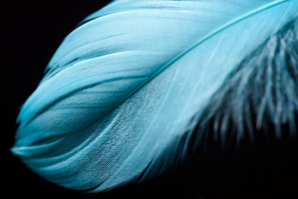 istock close up of lightweight blue feather isolated on black 1149102875