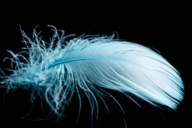 istock close up of lightweight blue and soft textured feather isolated on black 1149102885