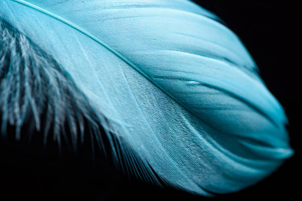 istock close up of lightweight blue textured feather isolated on black 1149102893
