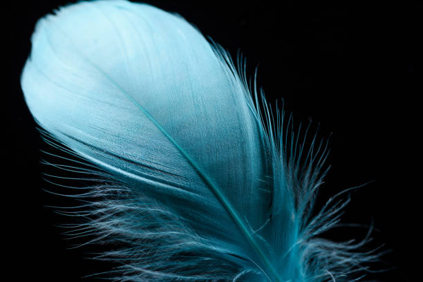 istock close up of bright blue textured feather isolated on black 1149102896
