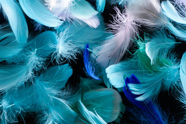 istock seamless background with bright blue, green and turquoise soft feathers isolated on black 1149102905