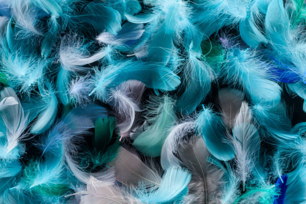 istock seamless background with bright feathers isolated on black 1149102908