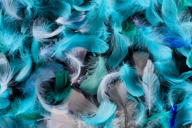istock seamless background with blue, green and turquoise soft feathers isolated on black 1149102910