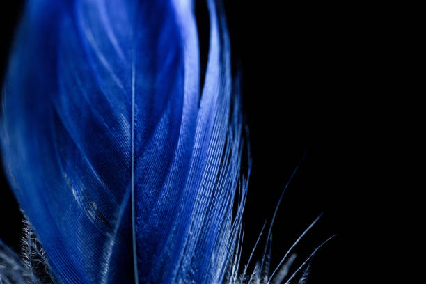 istock close up of electric blue soft textured feather isolated on black 1149102911