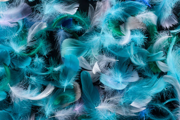 istock seamless background with bright blue, green and turquoise feathers isolated on black 1149102913