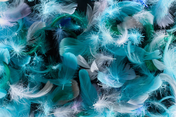 istock seamless background with bright blue, green and turquoise lightweight feathers isolated on black 1149102923