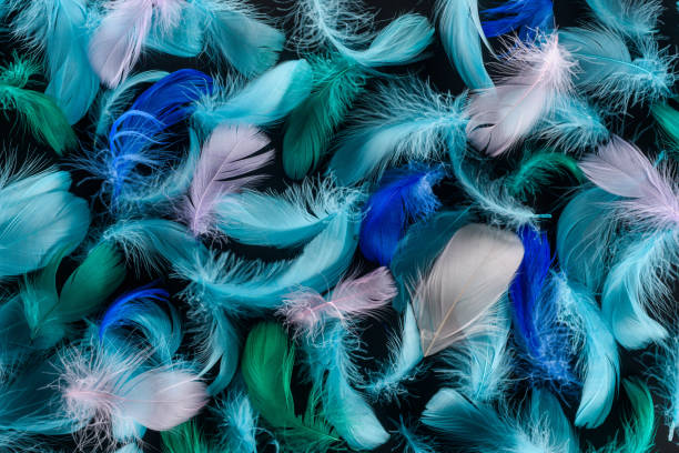istock seamless background with blue, green and pink feathers isolated on black 1149102924