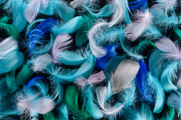istock seamless background with bright blue, green and pink soft feathers isolated on black 1149102932