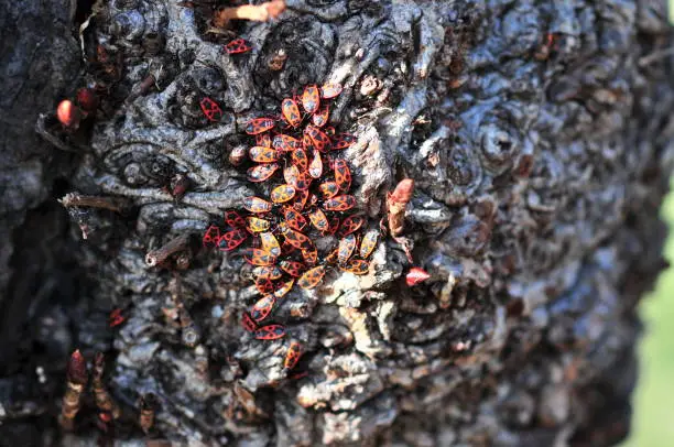 Group of the firebug (Pyrrhocoris apterus) on a tree bark.